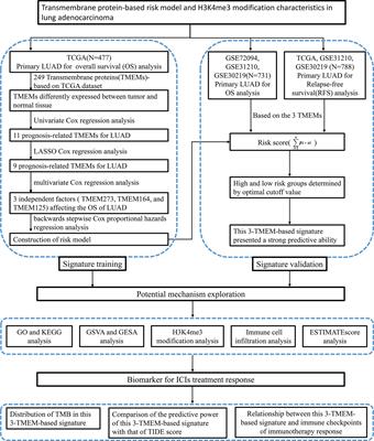 Transmembrane Protein-Based Risk Model and H3K4me3 Modification Characteristics in Lung Adenocarcinoma